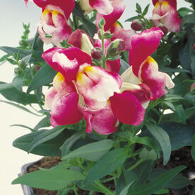 Wine Bicolor Floral Showers, (F1) Snapdragon Seeds